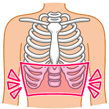 【肋骨の出っ張り】開いた肋骨を閉じて「くびれ」を取り戻す！原因とセルフケアをプロが解説