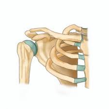 巻き肩がすぐ戻る本当の原因とは？筋肉をほぐす前にやるべき「胸鎖関節」リセット術