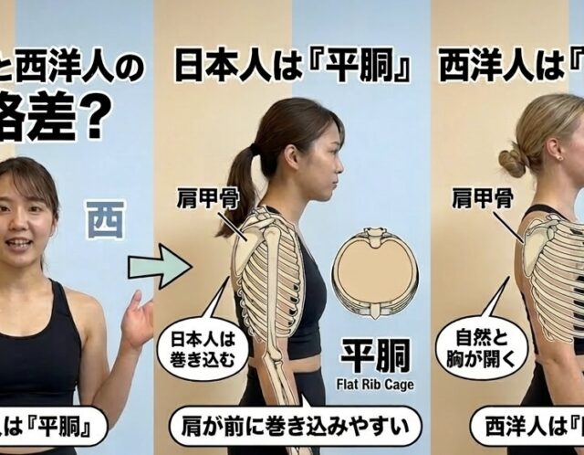 巻き肩は治らないのが普通？日本人の骨格特性と骨盤の関係について