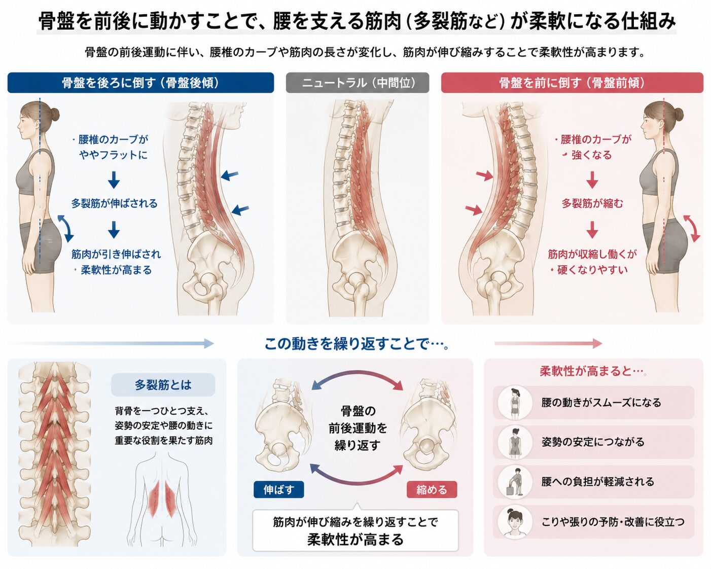 出っ尻改善に必要な骨盤の動きと腰の筋肉の柔軟性