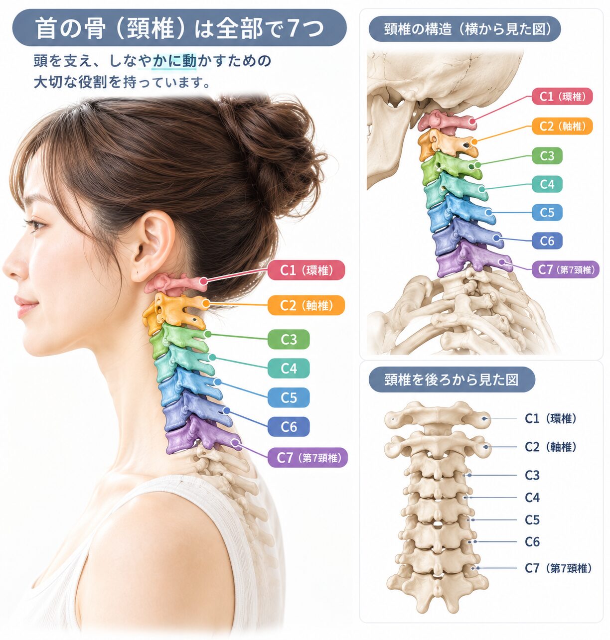 7つの首の骨をイメージして3箇所に分けるセルフケアのポイント