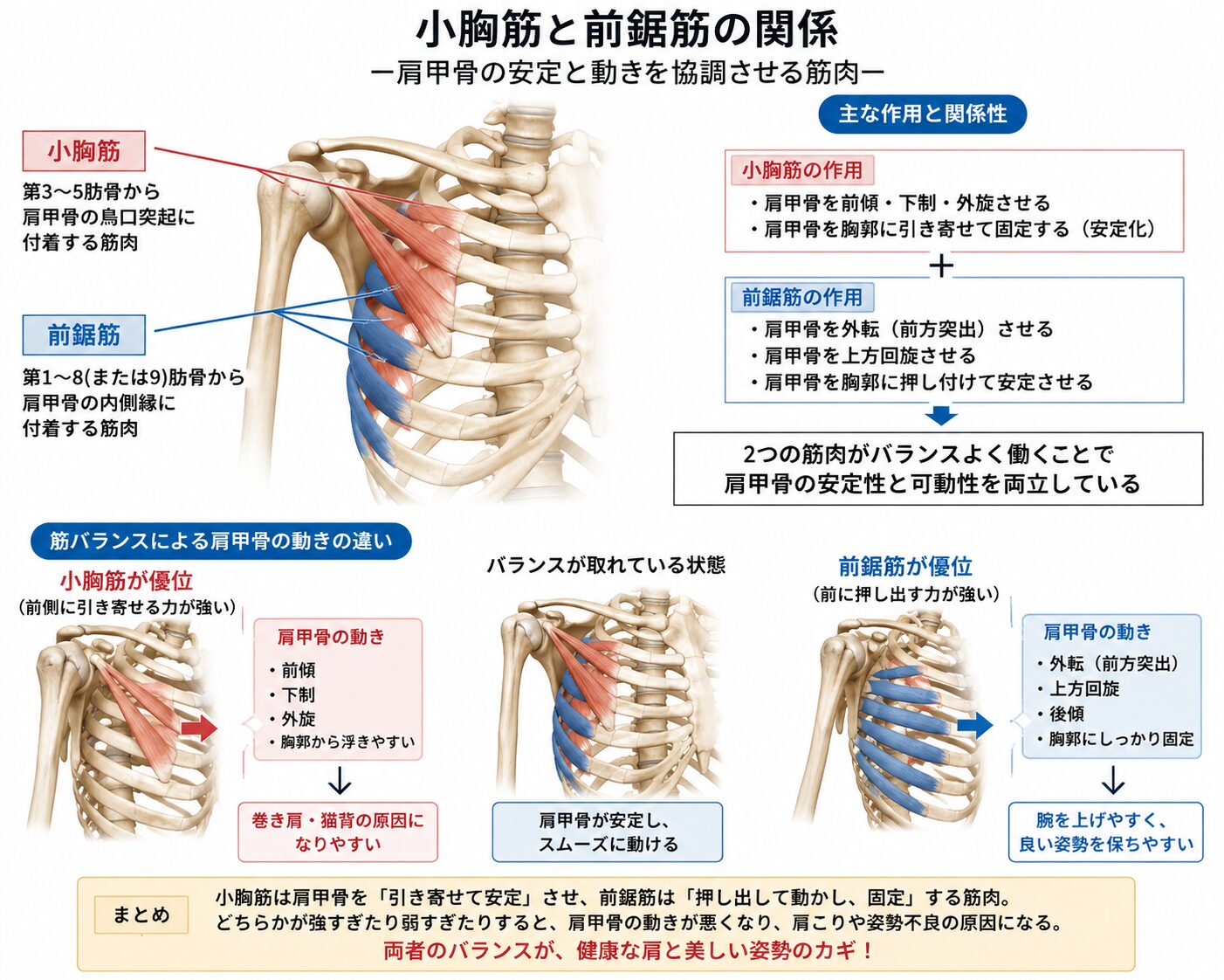 小胸筋の硬さと前鋸筋の働きに関する解説